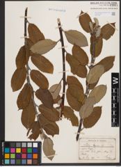 Foto von Salix caprea L.